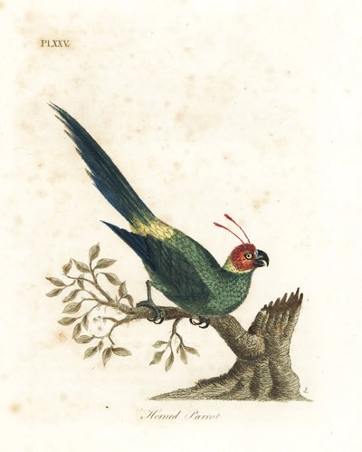 Horned parakeet, Eunymphicus cornutus. Vulnerable. Handcoloured copperplate drawn and engraved by John Latham from his own A General History of Birds, Winchester by John Latham