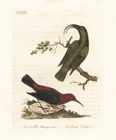 Lesser akialoa, Hemignathus obscurus (extinct) and cardinal myzomela, Myzomela cardinalis. Handcoloured copperplate drawn and engraved by John Latham from his own A General History of Birds, Winchester by John Latham