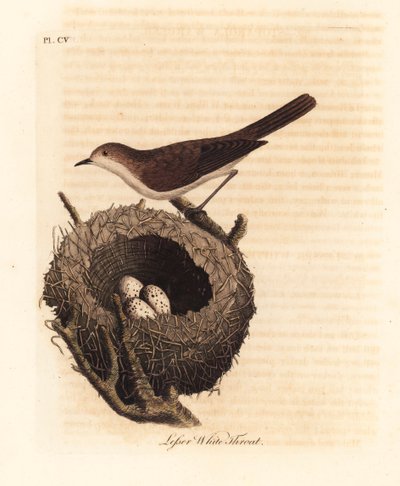 Lesser Whitethroat with Nest and Eggs. Handcoloured Copperplate by John Latham from A General History of Birds, Winchester by John Latham