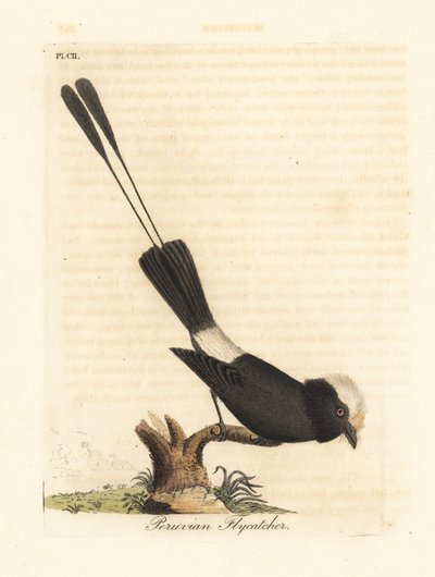 Long-tailed tyrant, Colonia colonus. Handcoloured copperplate drawn and engraved by John Latham from his own A General History of Birds, Winchester by John Latham