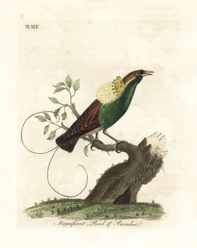 Magnificent Bird-of-paradise, Diphyllodes magnificus (Paradisea magnifica). Handcoloured copperplate drawn and engraved by John Latham from his own A General History of Birds, Winchester by John Latham