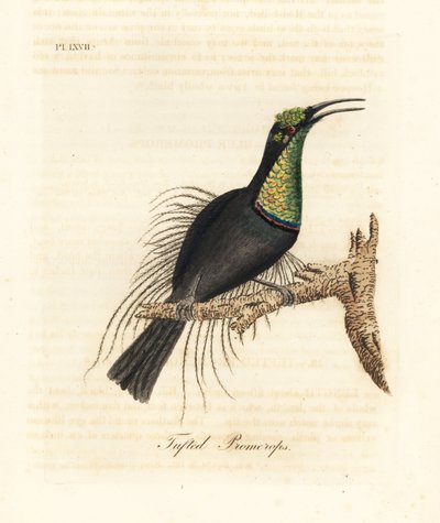 Magnificent Riflebird, Ptiloris Magnificus (Tufted Promerops) by John Latham