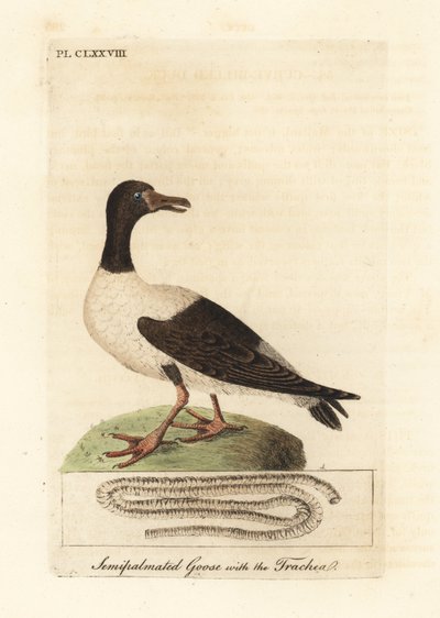 Magpie goose, Anseranas semipalmata, and anatomical detail of its trachea. (Semipalmated duck, Anas semipalmatus.) Handcoloured copperplate drawn and engraved by John Latham from his own A General History of Birds, Winchester by John Latham