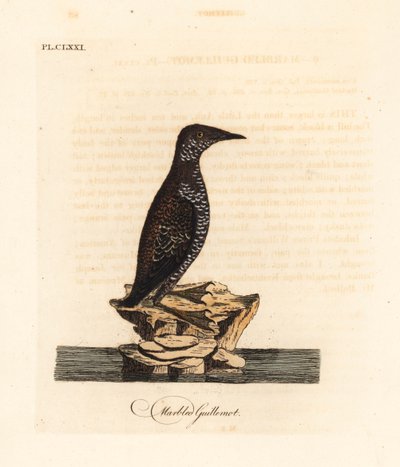 Marbled murrelet, Brachyramphus marmoratus. Endangered. Handcoloured copperplate drawn and engraved by John Latham from his own A General History of Birds, Winchester by John Latham