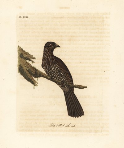 New Zealand South Island Piopio, Turnagra capensis. Extinct. (Thick-billed Thrush, Turdus crassirostris.) Handcoloured copperplate drawn and engraved by John Latham from his own A General History of Birds, Winchester by John Latham