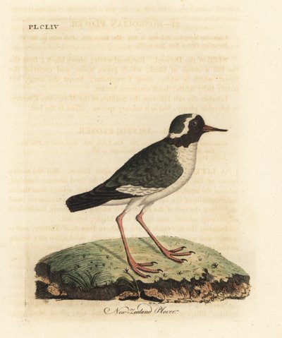 New Zealand plover, Charadrius obscure (Charadrius novae Zealandiae). Endangered. Handcoloured copperplate drawn and engraved by John Latham from his own A General History of Birds, Winchester by John Latham