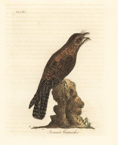 Northern Potoo, Nyctibius jamaicensis. Handcoloured Copperplate Drawn and Engraved by John Latham from His Own A General History of Birds, Winchester by John Latham