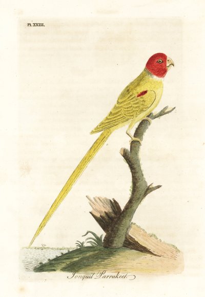 Olive-shouldered Parrot. Handcoloured Copperplate by John Latham from A General History of Birds, Winchester by John Latham