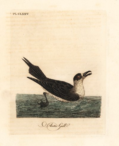 Parasitic Jaeger, Stercorarius parasiticus. Handcoloured Copperplate Drawn and Engraved by John Latham from His Own A General History of Birds, Winchester by John Latham