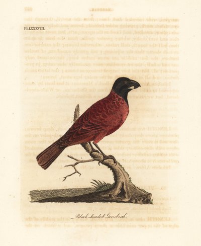 Red-and-black grosbeak, Periporphyrus erythromelas. Near threatened. (Black-headed grosbeak, Loxia erythromelas.) Handcoloured copperplate drawn and engraved by John Latham from his own A General History of Birds, Winchester by John Latham