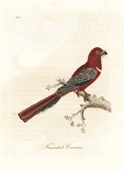Red-headed Trogon, Harpactes erythrocephalus (Fasciated Curucui, Trogon fasciatus). Handcoloured Copperplate Drawn and Engraved by John Latham from His Own A General History of Birds, Winchester by John Latham