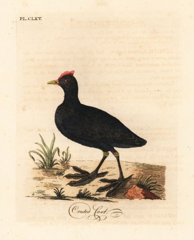 Red-knobbed coot or crested coot, Fulica cristata. Handcoloured copperplate drawn and engraved by John Latham from his own A General History of Birds, Winchester by John Latham