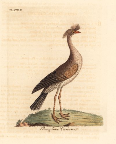 Red-legged Seriema. Handcoloured Copperplate by John Latham from A General History of Birds, Winchester by John Latham