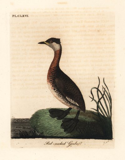 Red-necked Grebe, Podiceps grisegena (Podiceps rubricollis). Handcoloured Copperplate Drawn and Engraved by John Latham from His Own A General History of Birds, Winchester by John Latham
