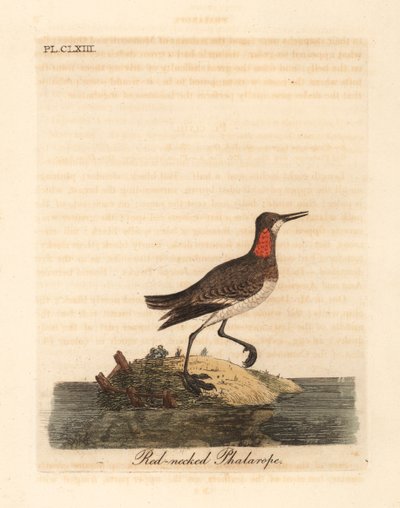 Red-necked Phalarope. Handcoloured Copperplate by John Latham from A General History of Birds, Winchester by John Latham