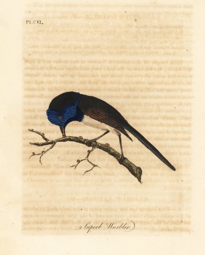 Red-winged Fairywren, Malurus elegans. Handcoloured Copperplate Drawn and Engraved by John Latham from His Own A General History of Birds, Winchester by John Latham