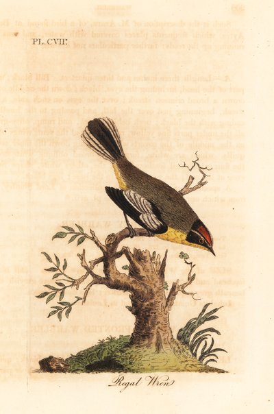 Regal wren. Unknown species of wren from South America, called the King by Azara and found in Buenos Aires. Handcoloured copperplate drawn and engraved by John Latham from his own A General History of Birds, Winchester by John Latham