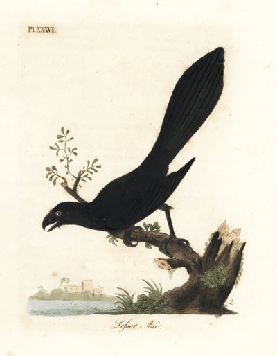 Smooth-billed ani or lesser ani, Crotophaga ani. Handcoloured copperplate drawn and engraved by John Latham from his own A General History of Birds, Winchester by John Latham