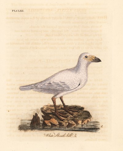 Snowy Sheathbill, Chionis albus. Handcoloured Copperplate Drawn and Engraved by John Latham from His Own A General History of Birds, Winchester by John Latham