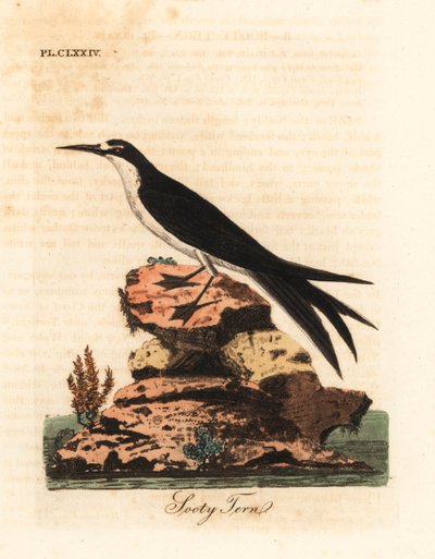 Sooty Tern, Onychoprion fuscatus (Sterna fuliginosa). Handcoloured Copperplate Drawn and Engraved by John Latham from His Own A General History of Birds, Winchester by John Latham