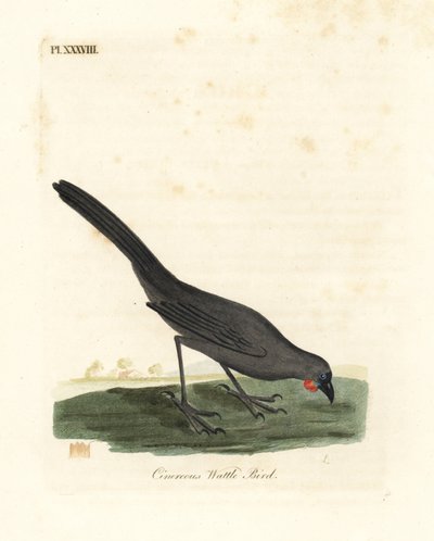South Island, New Zealand kokako, Callaeas cinerea cinerea, declared extinct in 2007 (Cinereous wattle bird, Calloeas cinerea) by John Latham