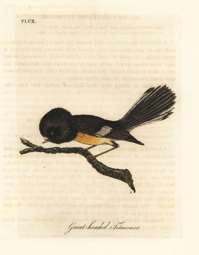 South Island Tomtit, Petroica macrocephala macrocephala. Handcoloured Copperplate Drawn and Engraved by John Latham from His Own A General History of Birds, Winchester by John Latham