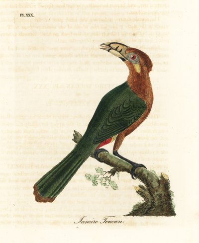Spot-billed toucanet, Selenidera maculirostris, female. Janeiro toucan. Handcoloured copperplate drawn and engraved by John Latham from his own A General History of Birds, Winchester by John Latham