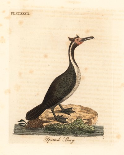 Spotted Shag or Parekareka, Phalacrocorax punctatus (Pelecanus punctatus). Handcoloured copperplate drawn and engraved by John Latham from his own A General History of Birds, Winchester by John Latham