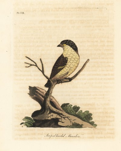 Striated pardalote, Pardalotus striatus. Handcoloured copperplate drawn and engraved by John Latham from his own A General History of Birds, Winchester by John Latham