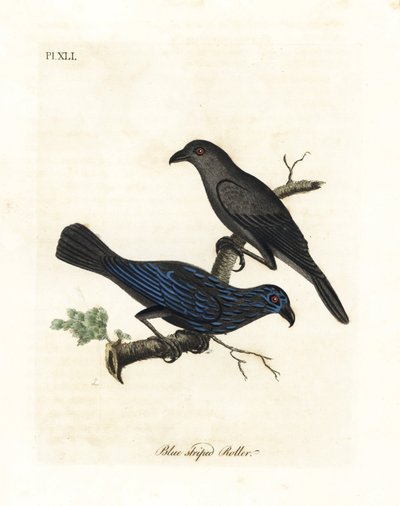 Striated Starling. Handcoloured Copperplate by John Latham from A General History of Birds, Winchester by John Latham