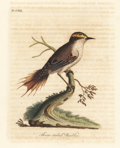 Thorn-tailed Rayadito. Handcoloured Copperplate by John Latham from A General History of Birds, Winchester by John Latham