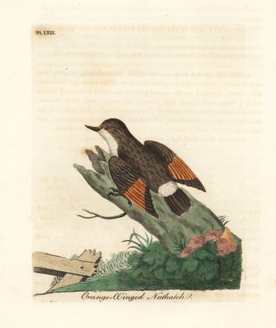 Varied Sittella, Daphoenositta chrysoptera (Orange-winged Nuthatch, Sitta chrysoptera). Handcoloured Copperplate Drawn and Engraved by John Latham from His Own A General History of Birds, Winchester by John Latham