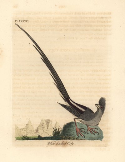White-backed Mousebird, Colius colius (White-backed Coly, Colius leuconotus). Handcoloured Copperplate Drawn and Engraved by John Latham from His Own A General History of Birds, Winchester by John Latham