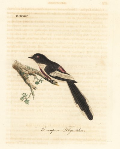 White-bellied minivet, Pericrocotus erythropygius (Cawnpore flycatcher). India. Handcoloured copperplate drawn and engraved by John Latham from his own A General History of Birds, Winchester by John Latham