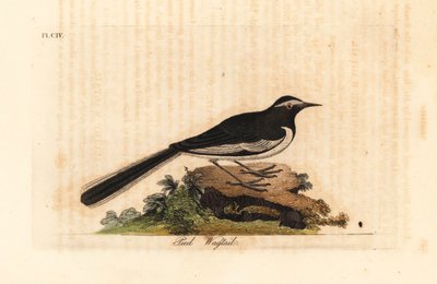 White-browed wagtail, Motacilla maderaspatensis. Handcoloured copperplate drawn and engraved by John Latham from his own A General History of Birds, Winchester by John Latham