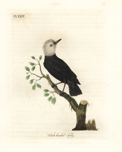 White-headed Marsh Tyrant, Arundinicola leucocephala (White-headed Tody, Todus leucocephalus). Handcoloured Copperplate Drawn and Engraved by John Latham from His Own A General History of Birds, Winchester by John Latham