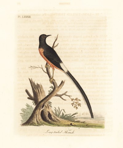 White-rumped Shama. Handcoloured Copperplate by John Latham from A General History of Birds, Winchester by John Latham