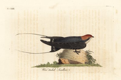 Wire-tailed Swallow, Hirundo smithii. Handcoloured Copperplate Drawn and Engraved by John Latham from His Own A General History of Birds, Winchester by John Latham
