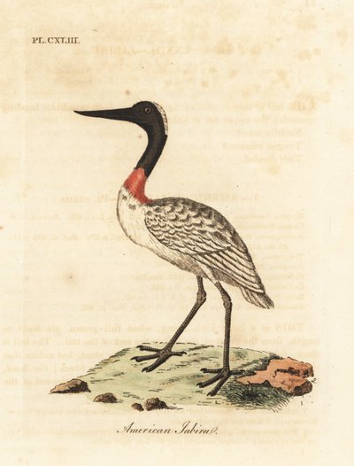 Wood Stork. Handcoloured Copperplate by John Latham from A General History of Birds, Winchester by John Latham