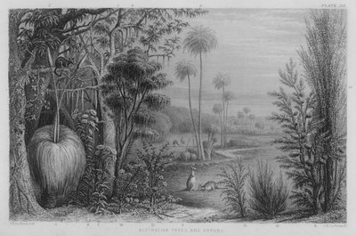 Australian Trees and Shrubs by John Le Keux