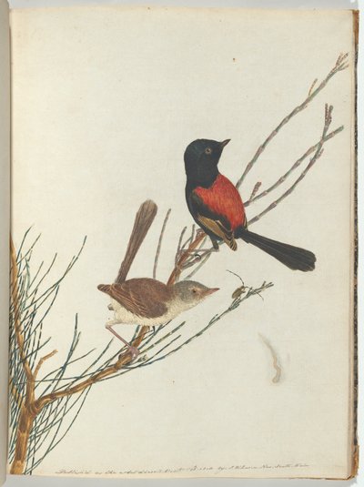 Scarlet & Black Warbler by John William Lewin