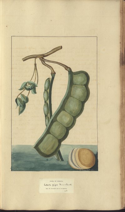 A page from the 