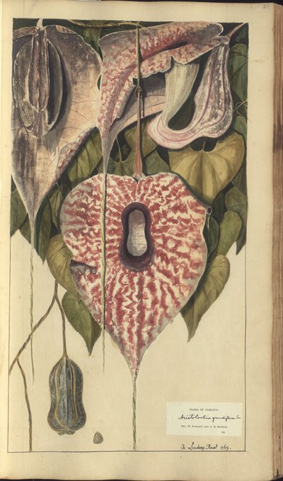 A page from the 