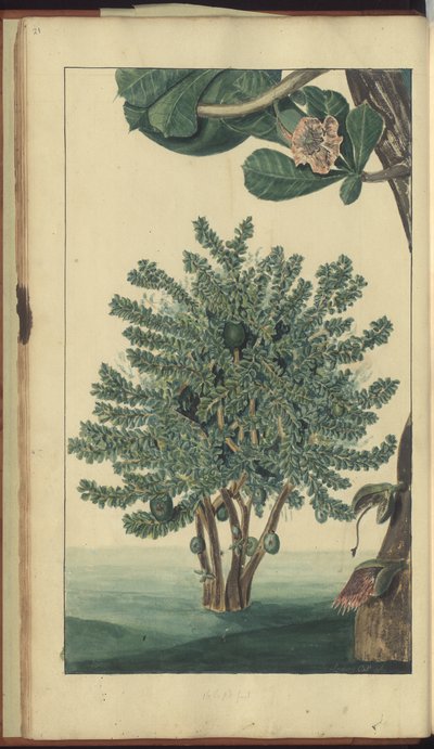 A Page from the 