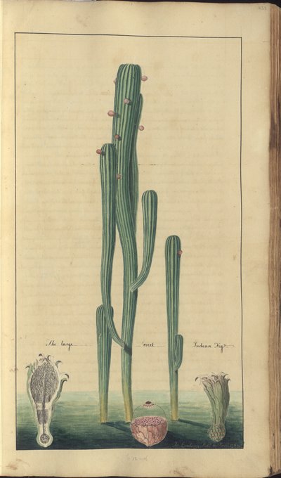 A page from the 