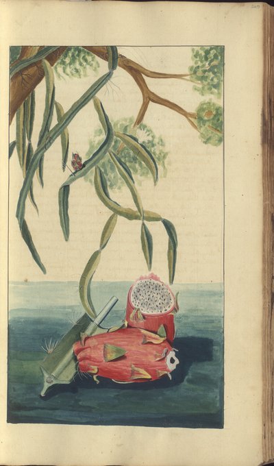 A page from the 