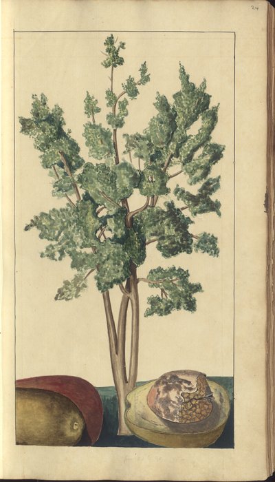 A Page from the 