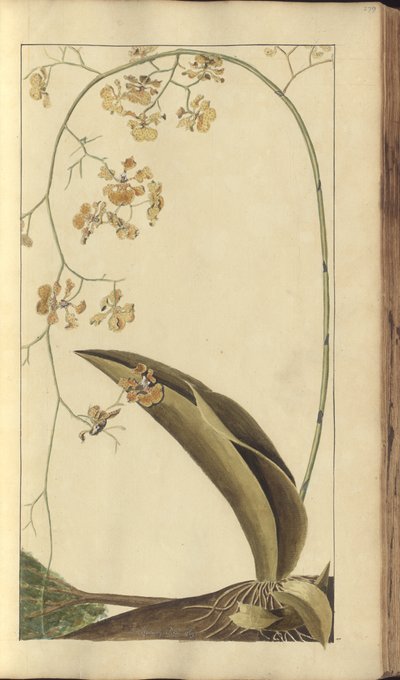 A Page from the 