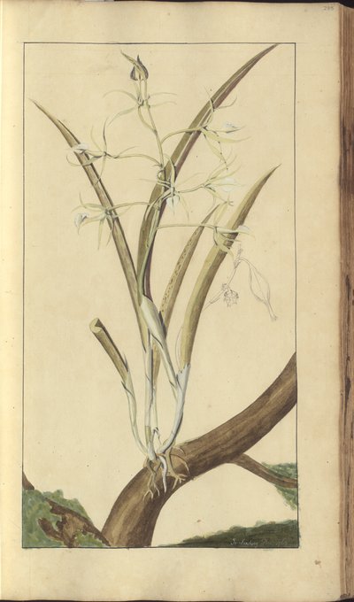 A page from the 