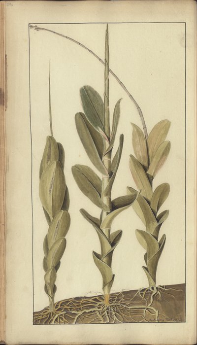 A page from the 